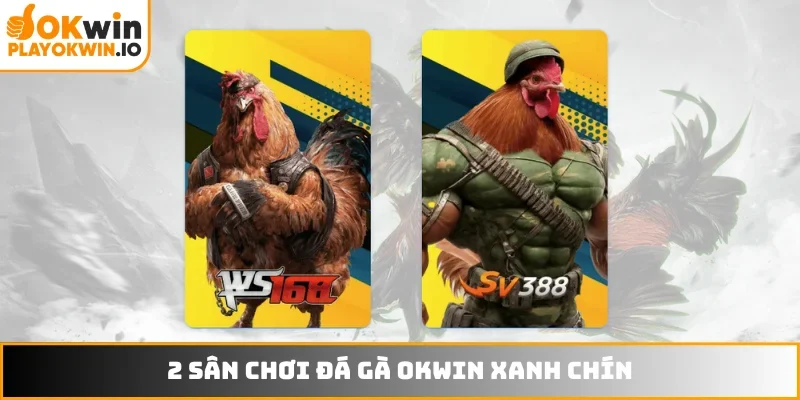 2 sân chơi đá gà OKWIN xanh chín