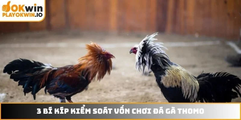 3 bí kíp kiểm soát vốn chơi đá gà Thomo