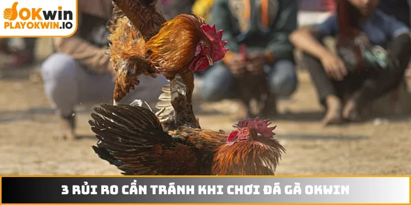 3 rủi ro cần tránh khi chơi đá gà OKWIN