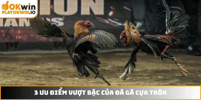 3 ưu điểm vượt bậc của đá gà cựa tròn