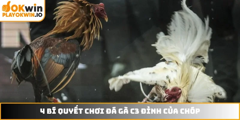 4 bí quyết chơi đá gà c3 đỉnh của chóp