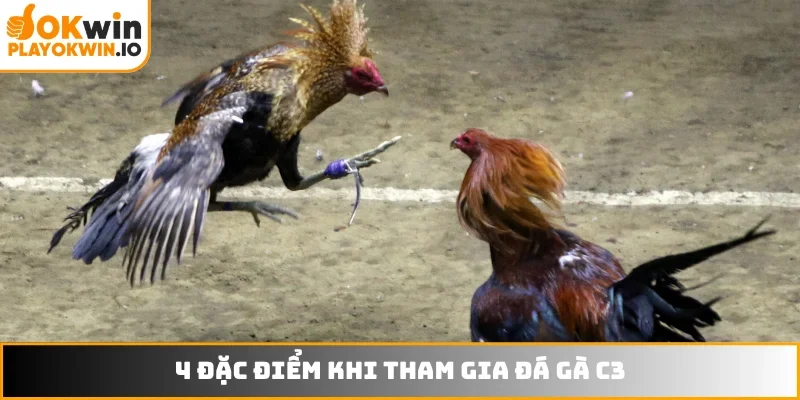 4 đặc điểm nổi bật khi tham gia đá gà c3