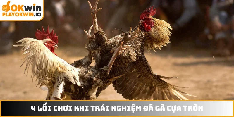 4 lối chơi thông minh khi trải nghiệm đá gà cựa tròn
