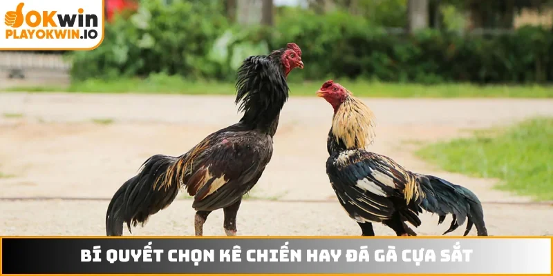Bí quyết chọn kê chiến hay đá gà cựa sắt