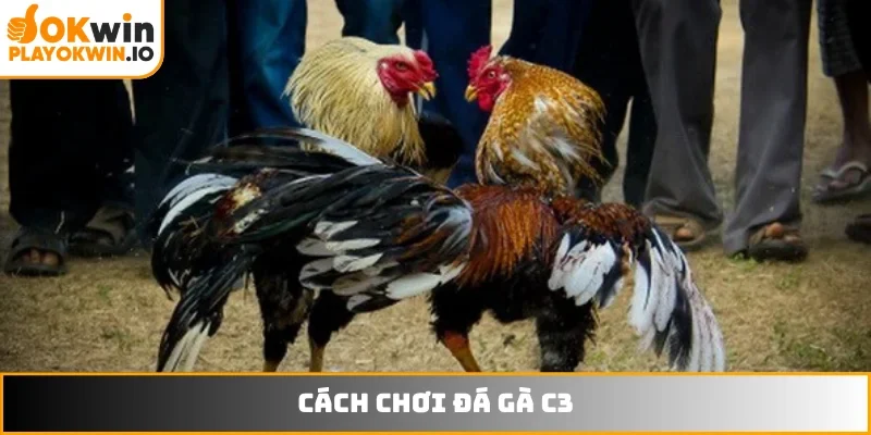 Đá gà c3