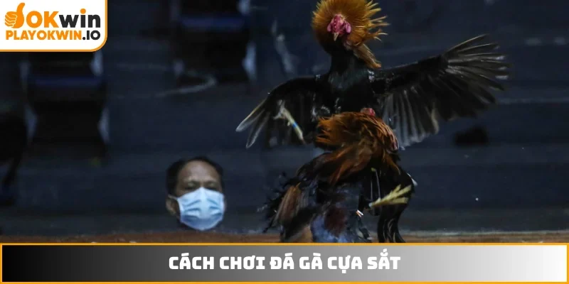Đá gà cựa sắt
