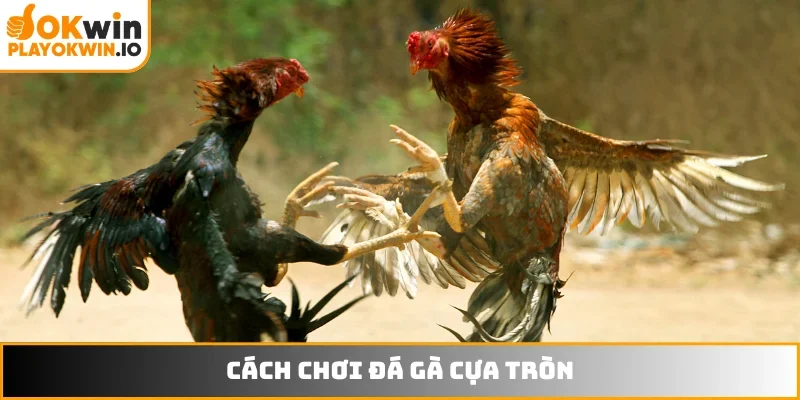 Đá gà cựa tròn