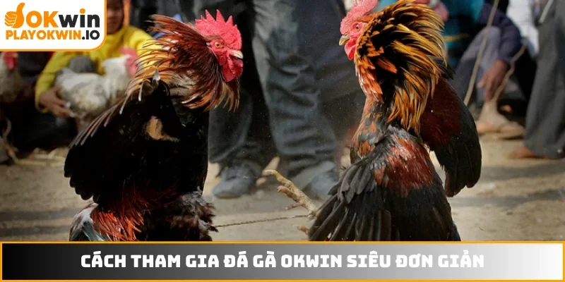Cách tham gia đá gà OKWIN siêu đơn giản