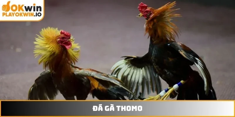 Đá gà Thomo
