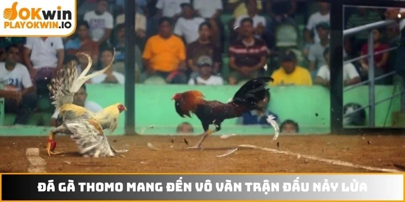 Đá gà Thomo mang đến vô vàn trận đấu nảy lửa