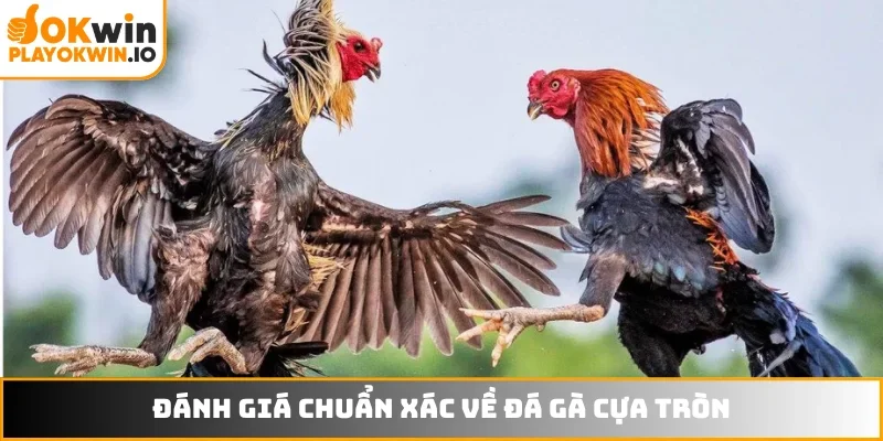 Đánh giá chuẩn xác về đá gà cựa tròn