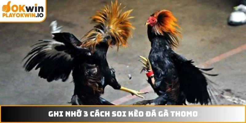 Ghi nhớ 3 cách soi kèo đá gà Thomo