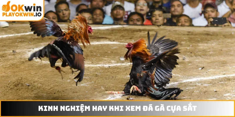 Kinh nghiệm hay khi xem đá gà cựa sắt
